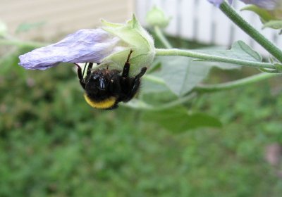 A Bee on the Withered Mallow