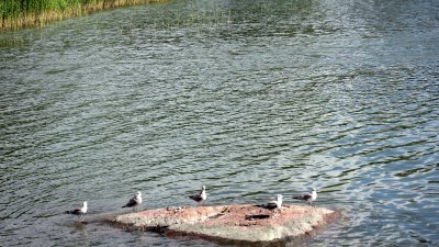 Birds 6 - Gulls On The Rock