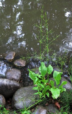 Common Water-plantain, Alisma plantago-aquatica