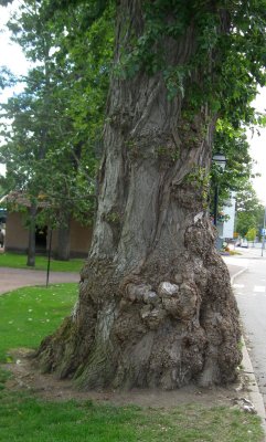 Old Tree 1 (4)