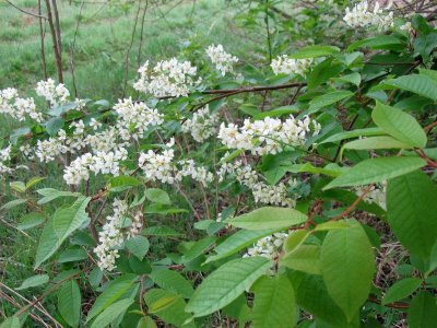 Chokecherry flowers