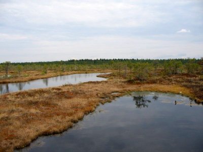 Bog Area