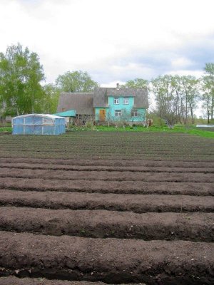 Growing Onions