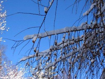 Larch / Tamarack In Winter