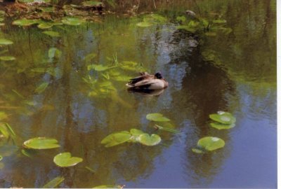 On the pond