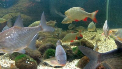 Kotka, Maretarium : 52 indigenous fish species shown in their characteristic habitats in the tank