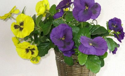 Violets