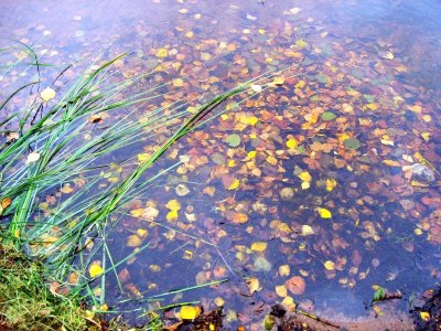Leaves Under Water..