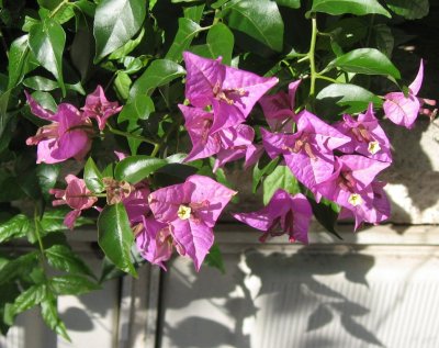 Bougainvillea