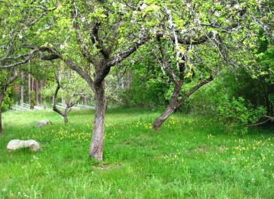 Very Old Apple Trees