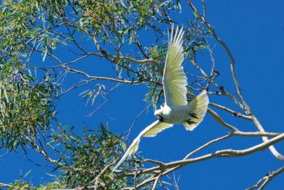 Sulphur Crested Cockatoo, Australia, Victoria, Maribynong