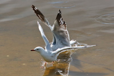 Silver Gull or Australian Seagull