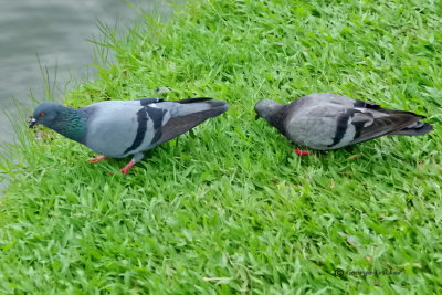 Common Doves, Thailand, Lumpini Park