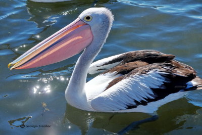 Australasian Pelican, Australia, Victoria, Queenscliff