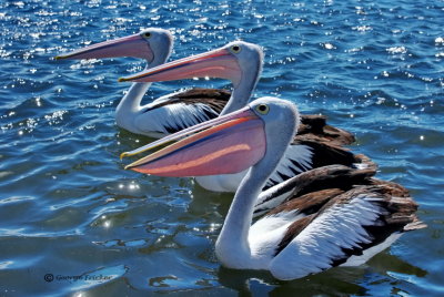 Pelicans and Seagulls at Queenscliff 04/03/2012