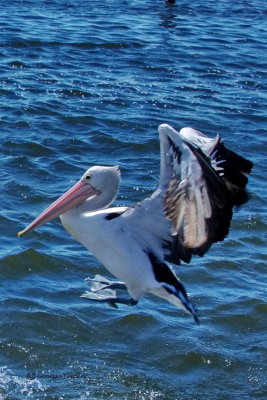 Australasian Pelican Landing on Water, Australia, Victoria, Queenscliff