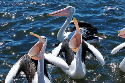 Australasian Pelican's feeding at fishing boat, Australia, Victoria, Queenscliff