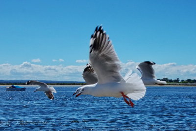 Silver Gull or Australian Seagull, Australia, Victoria, Queenscliff