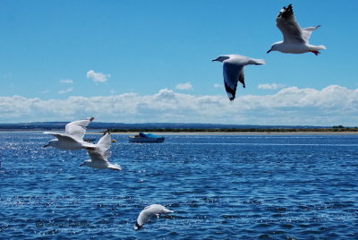 Silver Gull or Australian Seagull, Australia, Victoria, Queenscliff