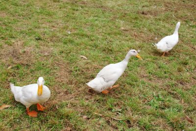 Geese, Australia, Victoria, Korumburra