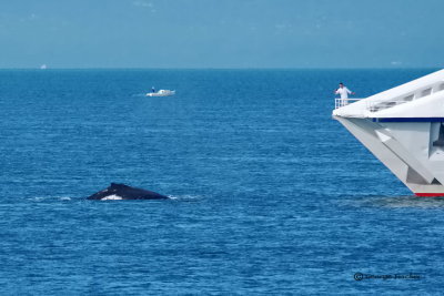 Hump Back Whale, Sorrento, Port Phillip Bay, Victoria, Australia