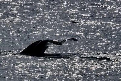 Whale Watching Searoad Ferries Sorrento 12/06/2012