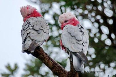 Pink and Grey Galah - look to the left