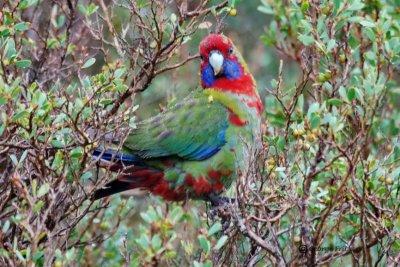Australian King-Parrot Alisterus scapularis 1