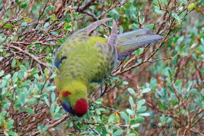 Australian King-Parrot 2