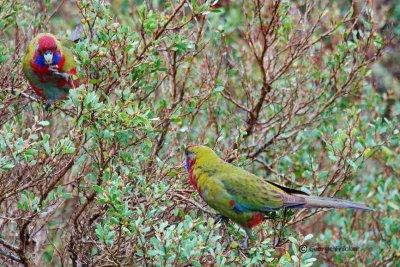 Australian King-Parrot 3