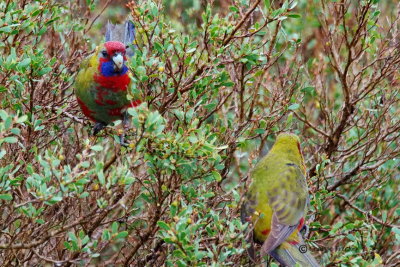 Australian King-Parrot 4