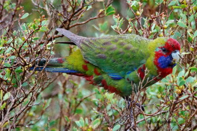 Australian King-Parrot 5
