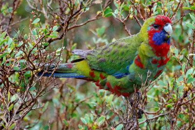 Australian King-Parrot 6