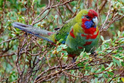 Australian King-Parrot 7