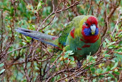 Australian King-Parrot 8