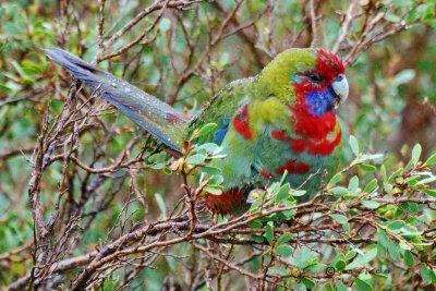 Australian King-Parrot 9