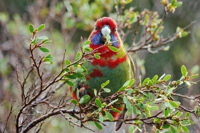 Australian King-Parrot 10