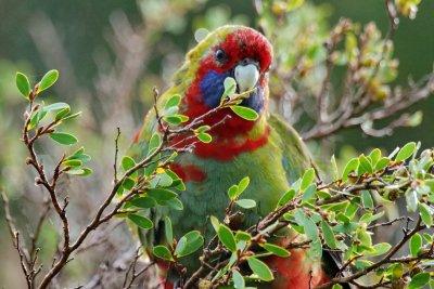 Australian King-Parrot 11