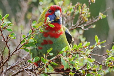 Australian King-Parrot 12