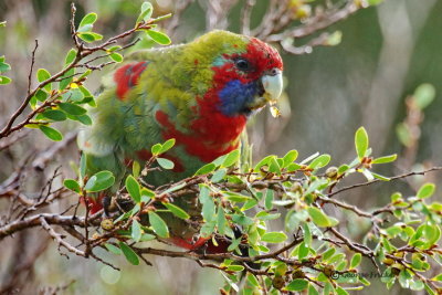 Australian King-Parrot 13