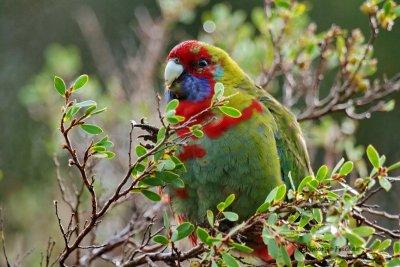 Australian King-Parrot 14