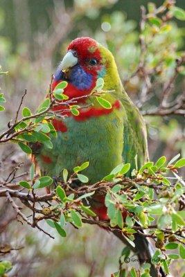 Australian King-Parrot 15