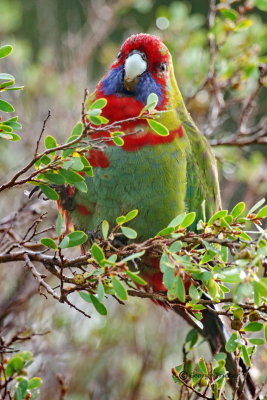 Australian King-Parrot 16