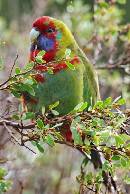 Australian King-Parrot 17