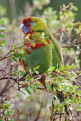 Australian King-Parrot 18