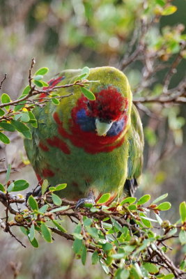 Australian King-Parrot 19