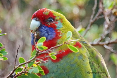 Australian King-Parrot 20