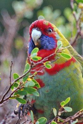 Australian King-Parrot 22