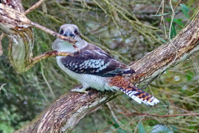 Laughing Kookaburra 1