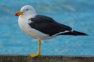 Pacific Gull, Agelsea, Victoria, Australia